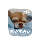 ぽーちゃんたち①（個別スタンプ：5）
