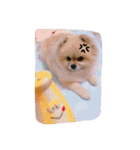 ぽーちゃんたち①（個別スタンプ：9）