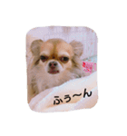 ぽーちゃんたち①（個別スタンプ：12）