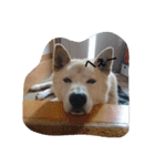 ぽーちゃんたち①（個別スタンプ：14）