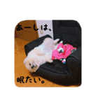 ぽーちゃんたち①（個別スタンプ：17）