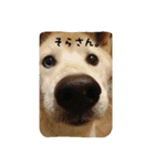 ぽーちゃんたち①（個別スタンプ：19）