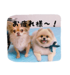 ぽーちゃんたち①（個別スタンプ：20）
