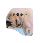 ぽーちゃんたち①（個別スタンプ：21）