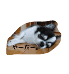 ぽーちゃんたち①（個別スタンプ：22）