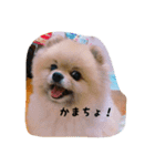 ぽーちゃんたち①（個別スタンプ：23）