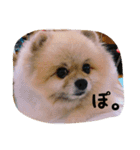ぽーちゃんたち①（個別スタンプ：24）