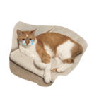 しゃびと仲間たち（個別スタンプ：3）