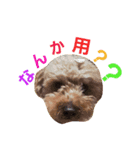 WANPO_2（個別スタンプ：4）