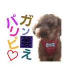 WANPO_2（個別スタンプ：8）