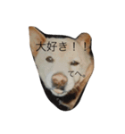 コタと遊ぼう 2（個別スタンプ：6）
