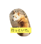 コタと遊ぼう 2（個別スタンプ：7）