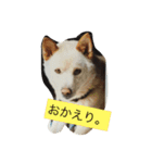 コタと遊ぼう 2（個別スタンプ：8）