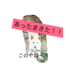 コタと遊ぼう 2（個別スタンプ：10）