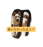 コタと遊ぼう 2（個別スタンプ：11）