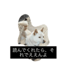 コタと遊ぼう 2（個別スタンプ：12）