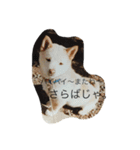 コタと遊ぼう 2（個別スタンプ：13）