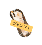 コタと遊ぼう 2（個別スタンプ：14）