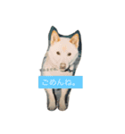 コタと遊ぼう 2（個別スタンプ：16）