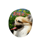 apoooo（個別スタンプ：1）