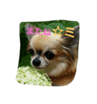 apoooo（個別スタンプ：8）