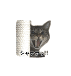 HIMEHIME2（個別スタンプ：7）