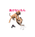 tosanu puppy（個別スタンプ：3）