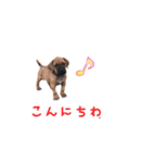 tosanu puppy（個別スタンプ：4）