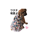 tosanu puppy（個別スタンプ：8）