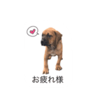 tosanu puppy（個別スタンプ：9）