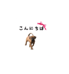 tosanu puppy（個別スタンプ：11）