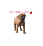 tosanu puppy（個別スタンプ：13）