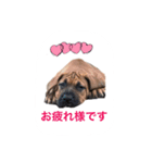 tosanu puppy（個別スタンプ：14）