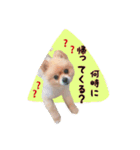らっぴースタンプスペシャル（個別スタンプ：2）