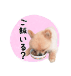 らっぴースタンプスペシャル（個別スタンプ：4）