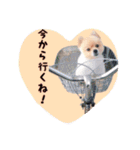 らっぴースタンプスペシャル（個別スタンプ：5）