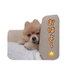 らっぴースタンプスペシャル（個別スタンプ：6）