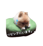 らっぴースタンプスペシャル（個別スタンプ：10）