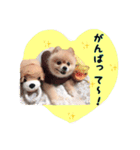 らっぴースタンプスペシャル（個別スタンプ：12）