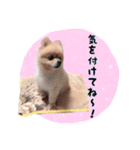 らっぴースタンプスペシャル（個別スタンプ：15）