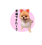 らっぴースタンプスペシャル（個別スタンプ：16）
