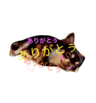 トコきち2（個別スタンプ：1）