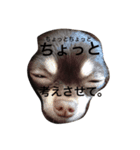 トコきち2（個別スタンプ：3）