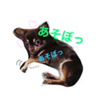 トコきち2（個別スタンプ：7）