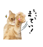 ぶさカワ伝書ねこ ぺいた（個別スタンプ：1）