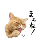 ぶさカワ伝書ねこ ぺいた（個別スタンプ：2）