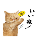 ぶさカワ伝書ねこ ぺいた（個別スタンプ：3）