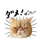 ぶさカワ伝書ねこ ぺいた（個別スタンプ：4）