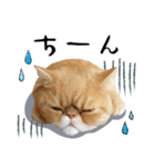 ぶさカワ伝書ねこ ぺいた（個別スタンプ：5）