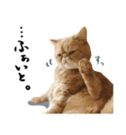 ぶさカワ伝書ねこ ぺいた（個別スタンプ：6）